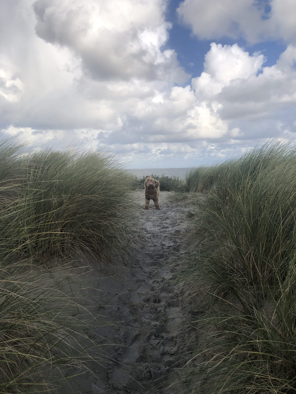Beeld 1 bij Vlieland dag 3