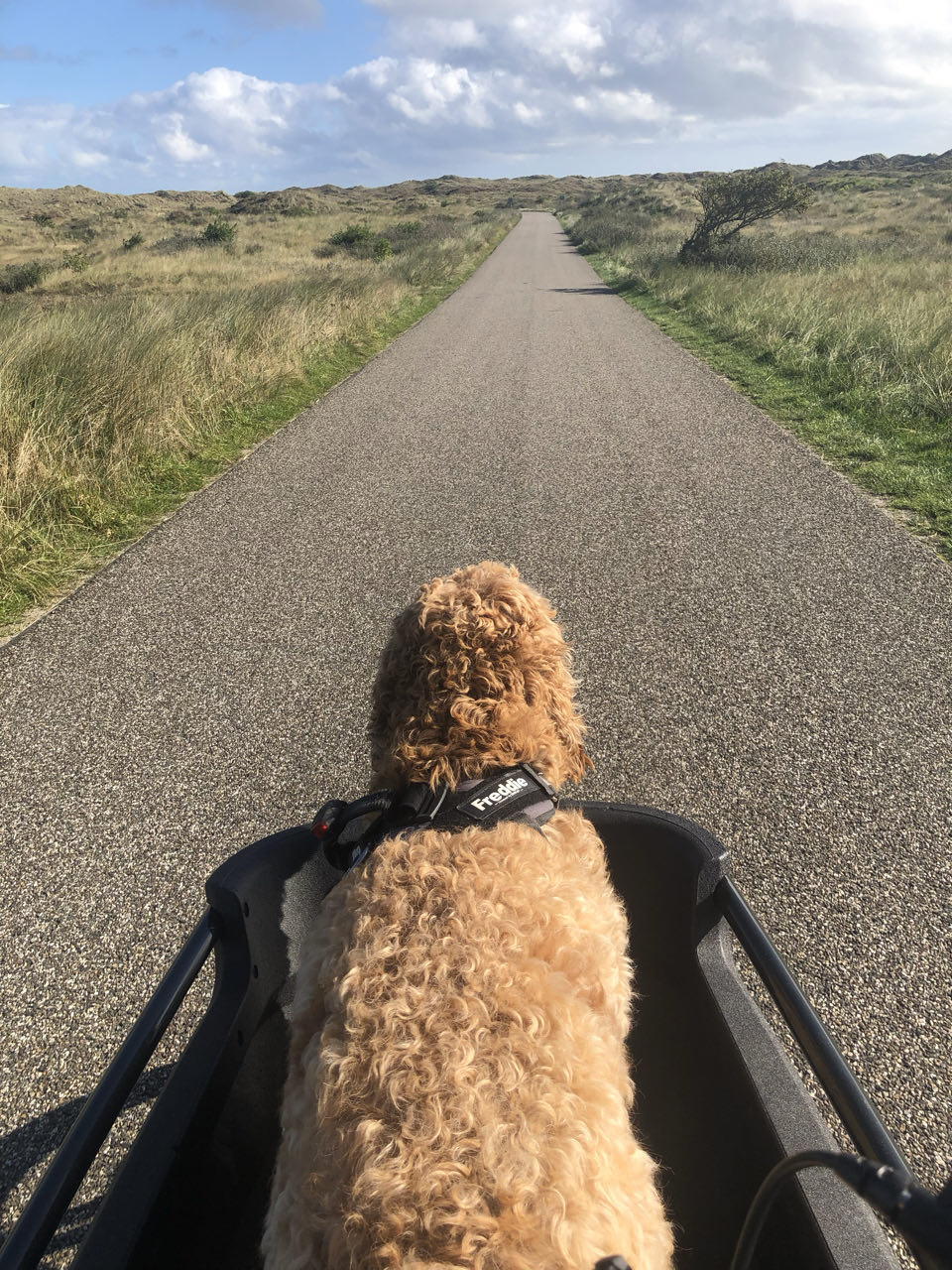Beeld 7 bij Dag 5 van Vlieland naar Terschelling hophop