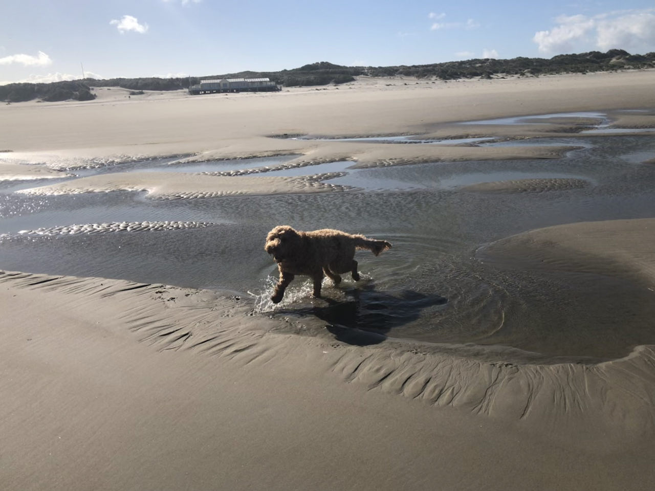 Beeld 10 bij Dag 5 van Vlieland naar Terschelling hophop
