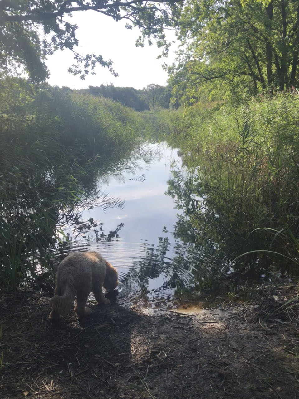 Beeld 2 bij Hop hop weer terug op Vlieland