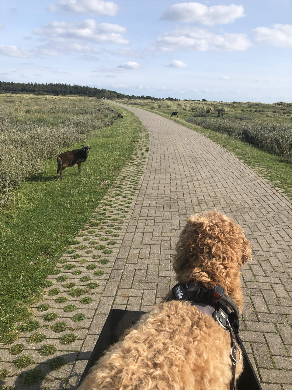 Beeld 8 bij Hop hop weer terug op Vlieland