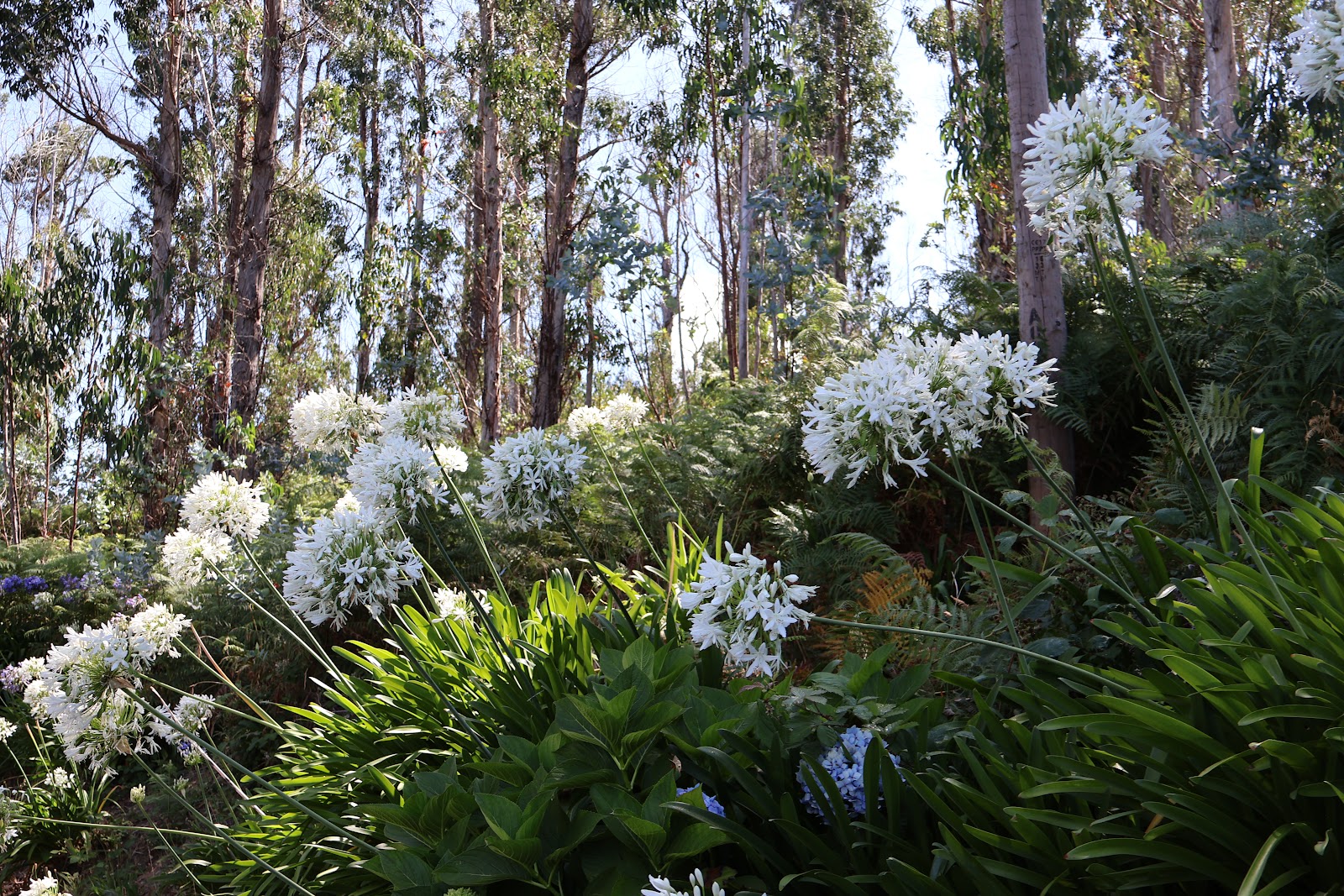 Madeira, beeld 335
