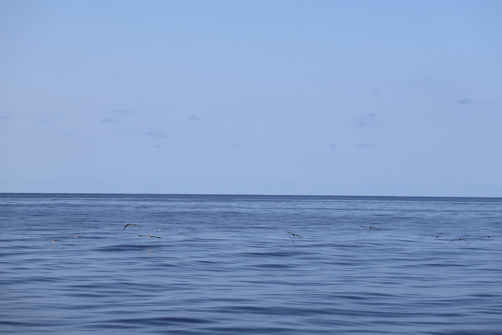 Madeira, beeld 256