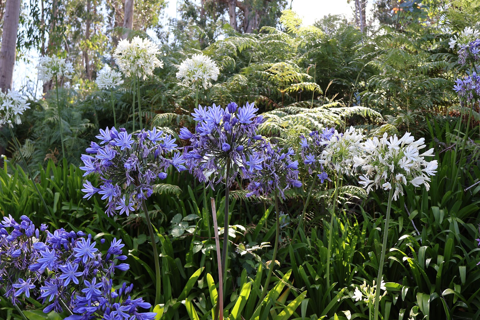 Madeira, beeld 336