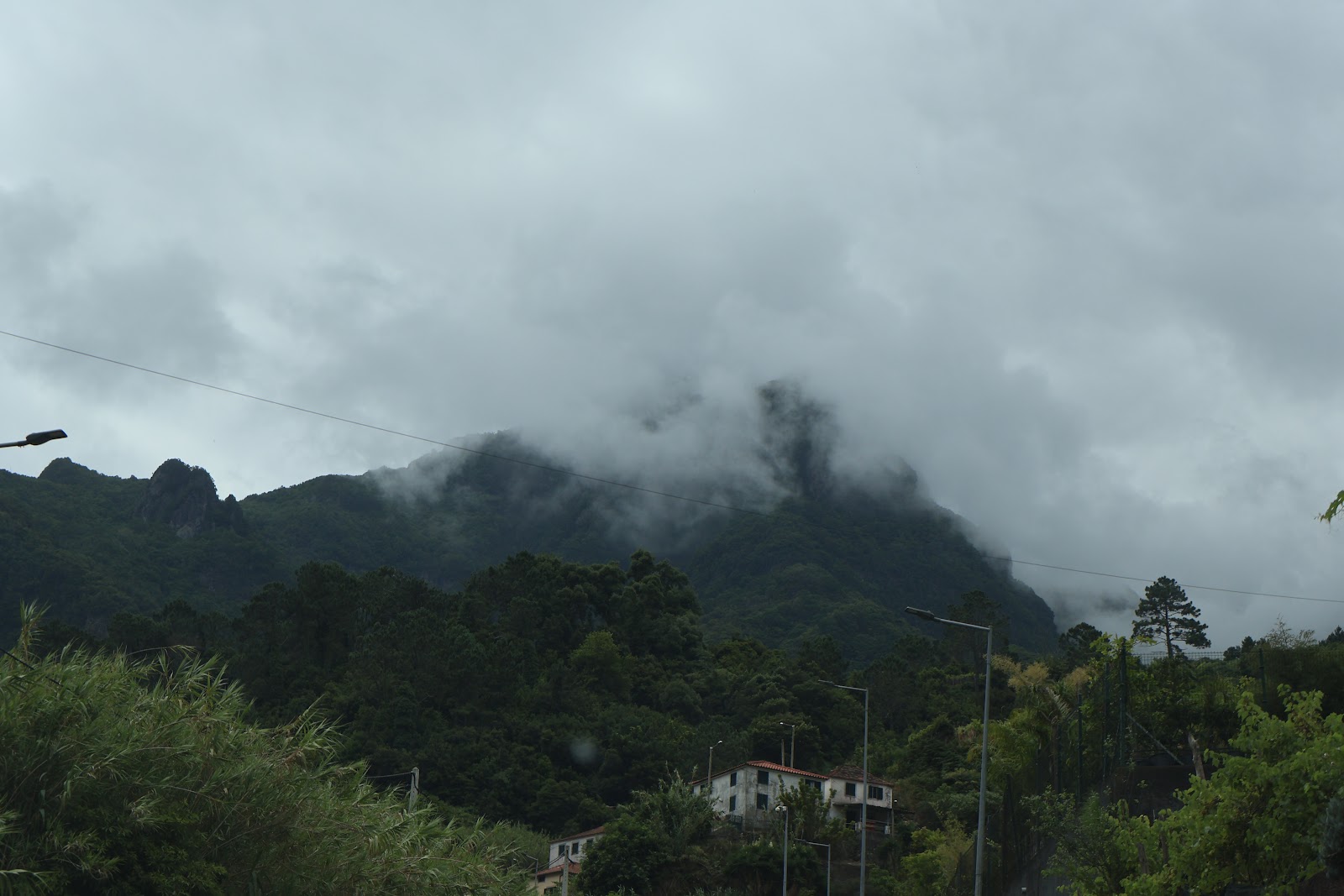 Fanal forest