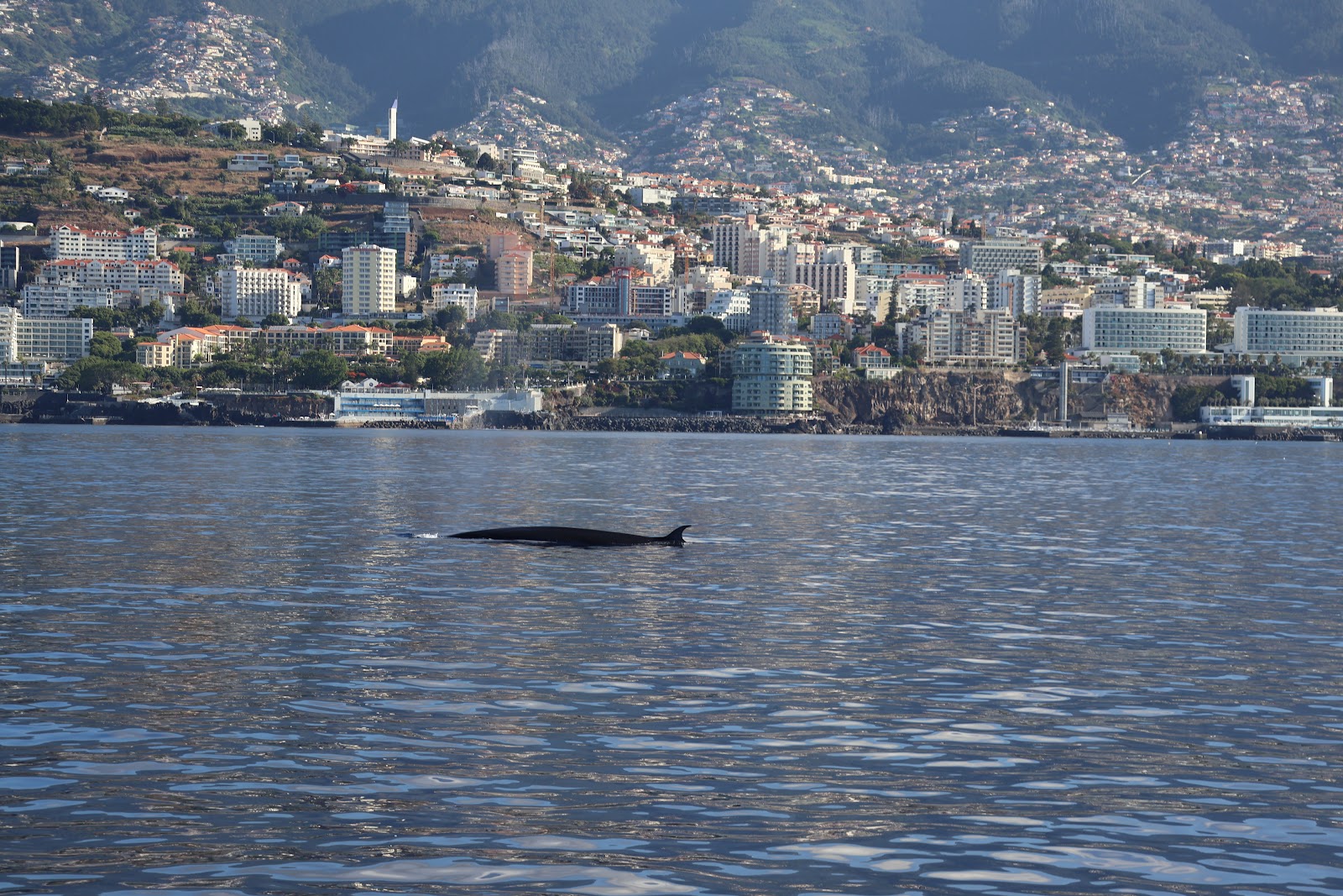 Madeira, beeld 264