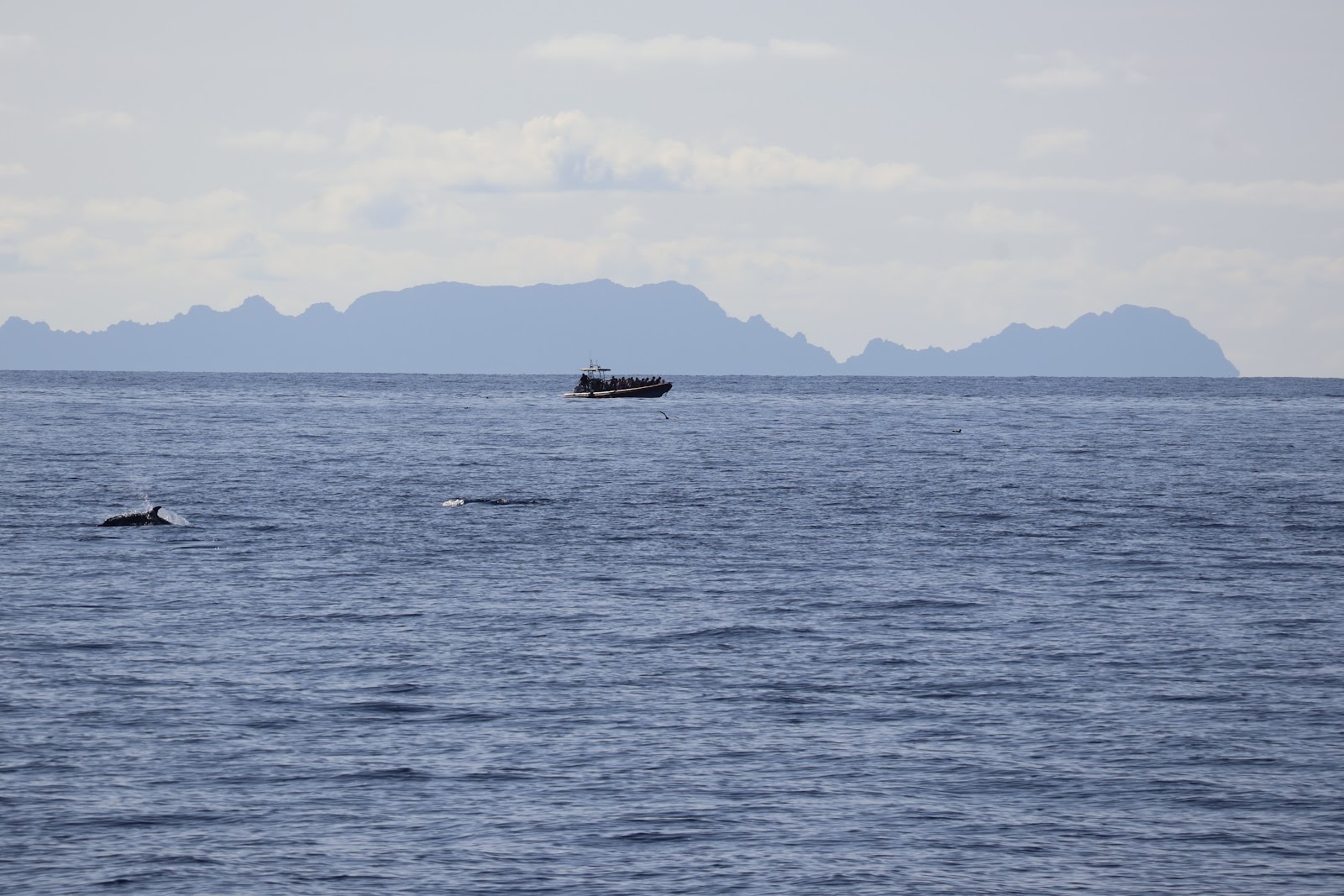 Madeira, beeld 246