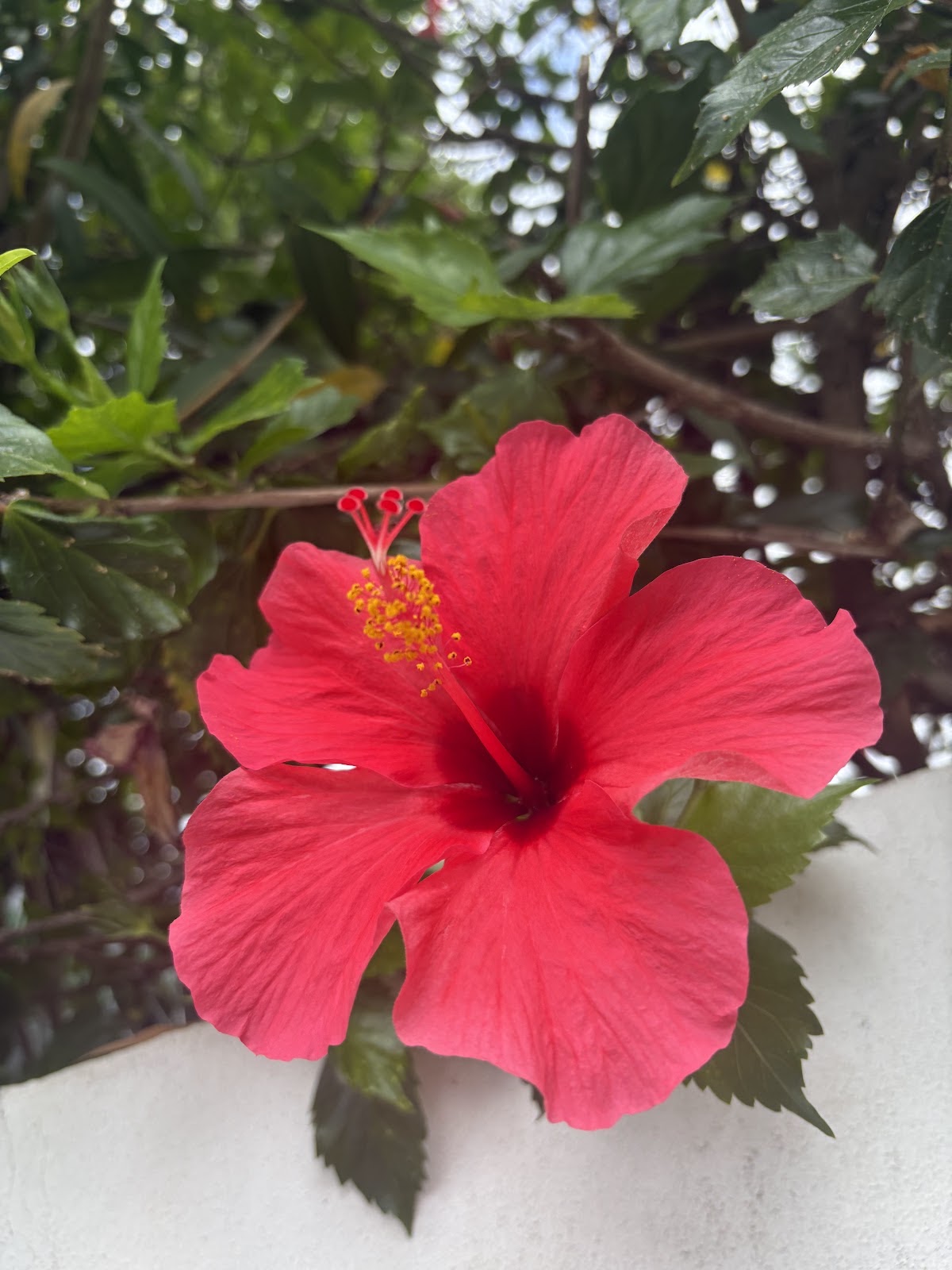 Op weg naar Madeira🌴🌺🩷, beeld 4
