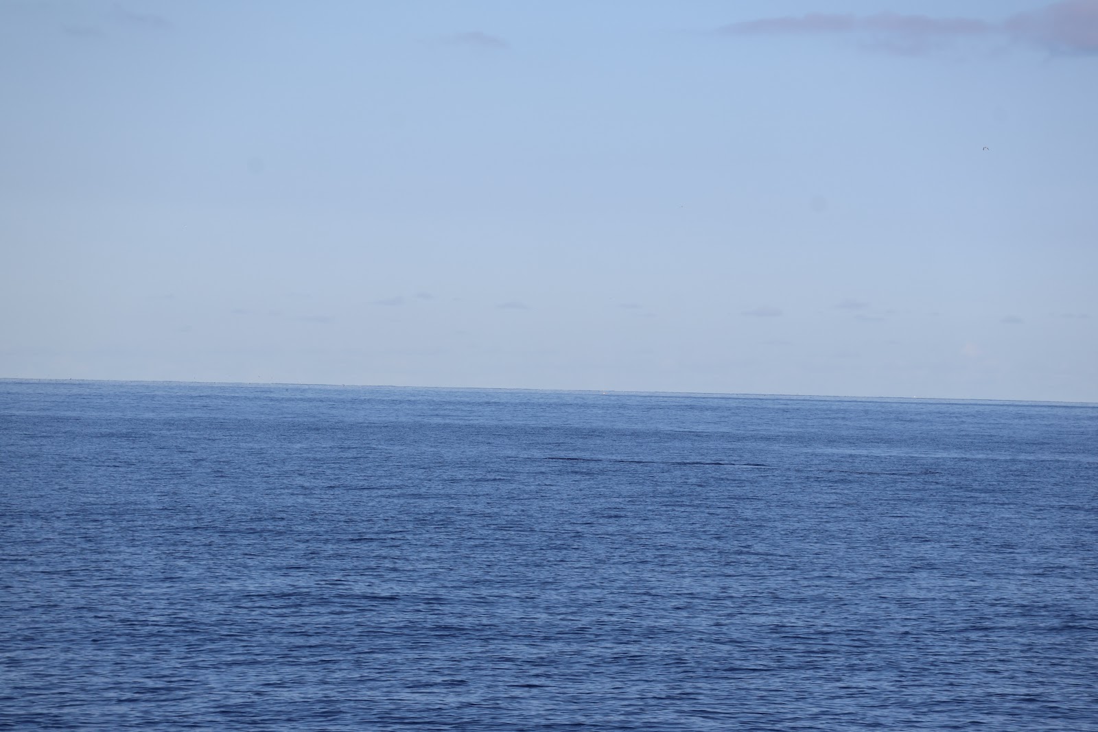 Madeira, beeld 270