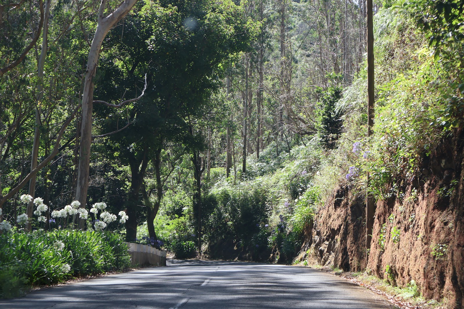 Madeira, beeld 333