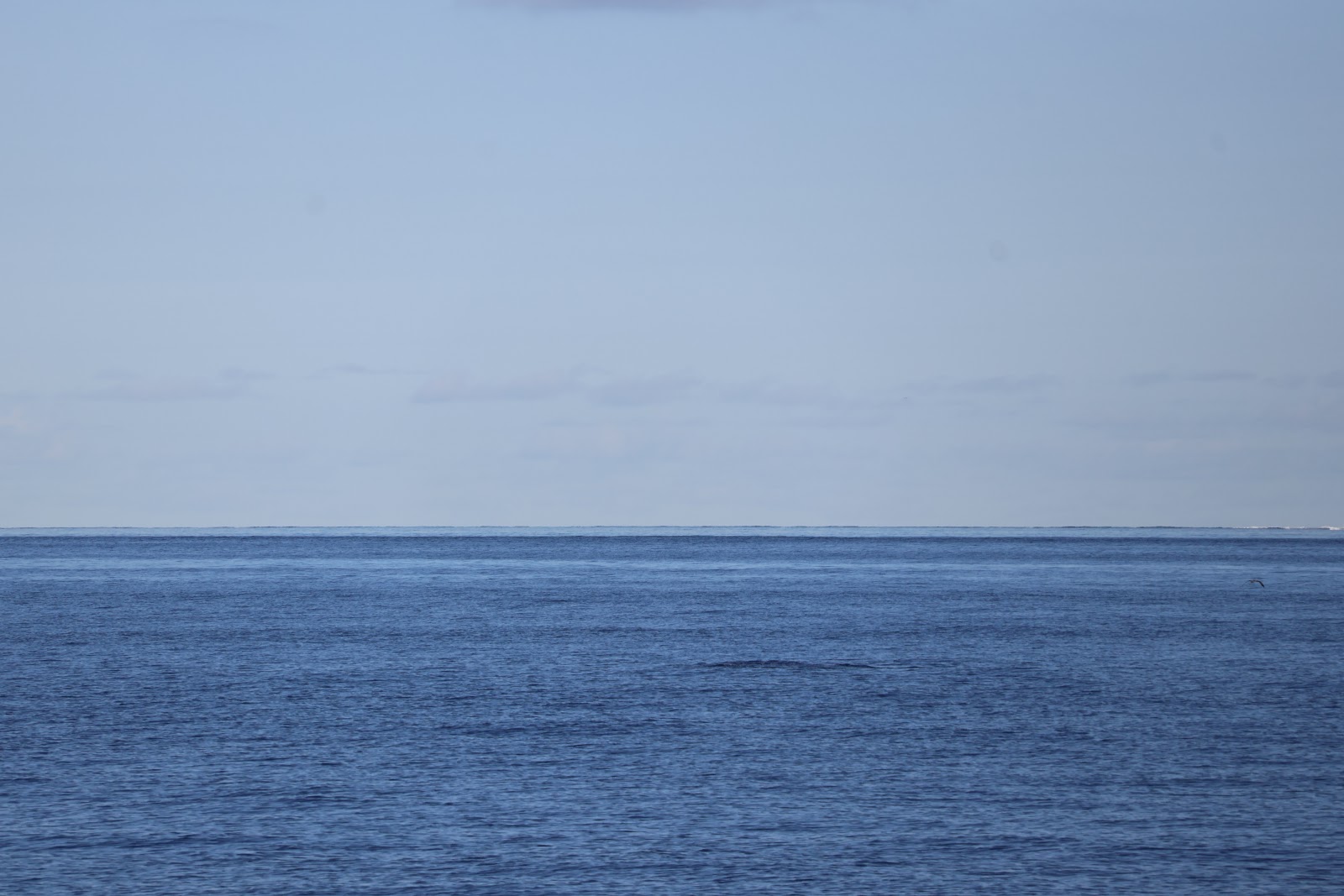Madeira, beeld 280