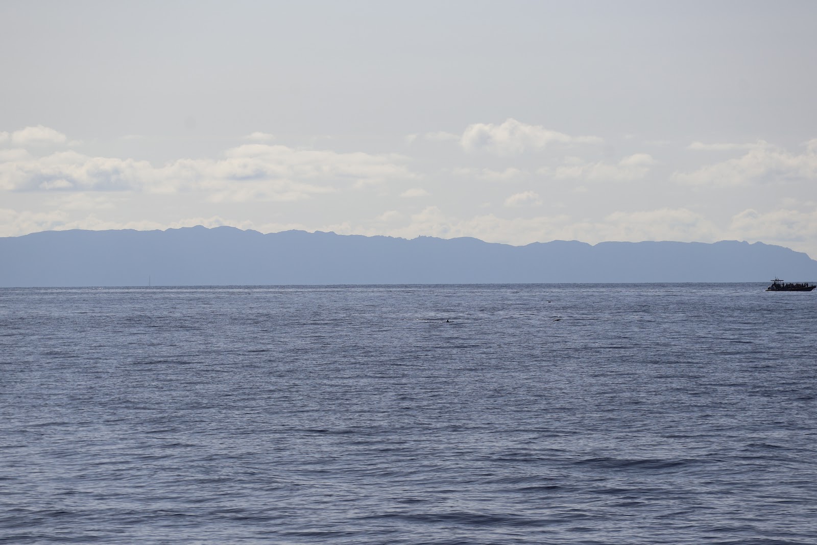 Madeira, beeld 250