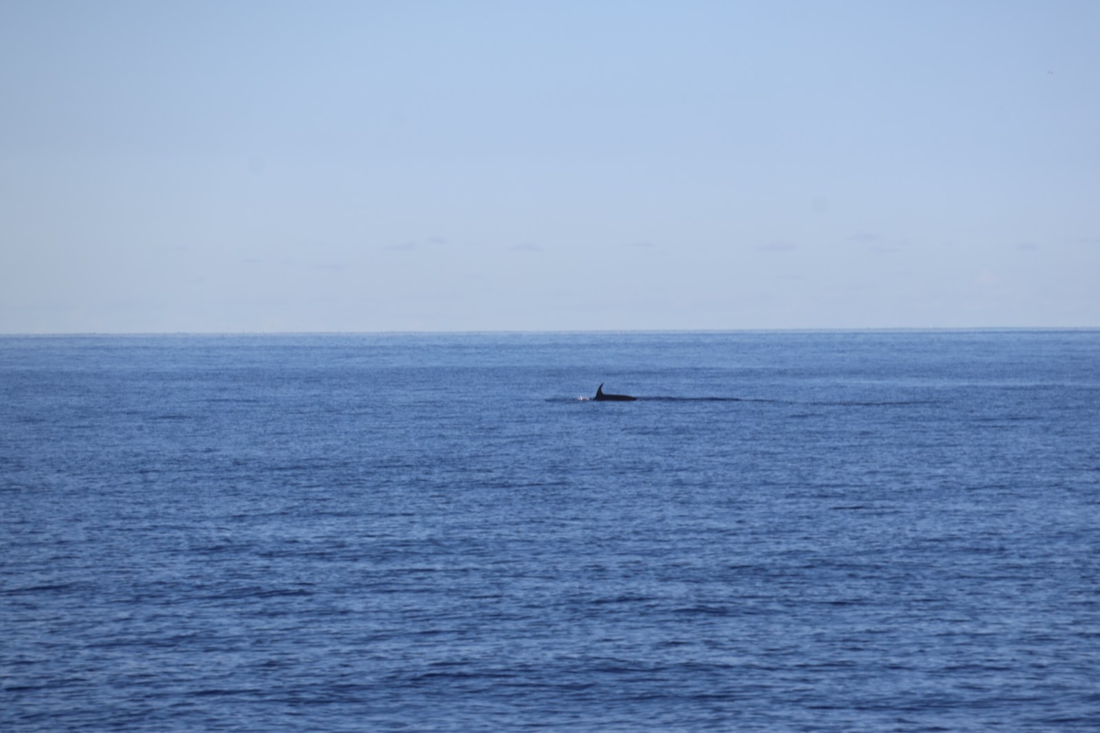 Madeira, beeld 271