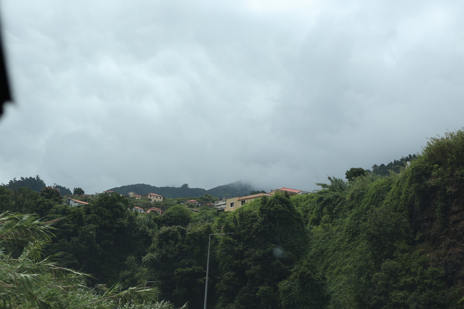 Fanal forest, beeld 5