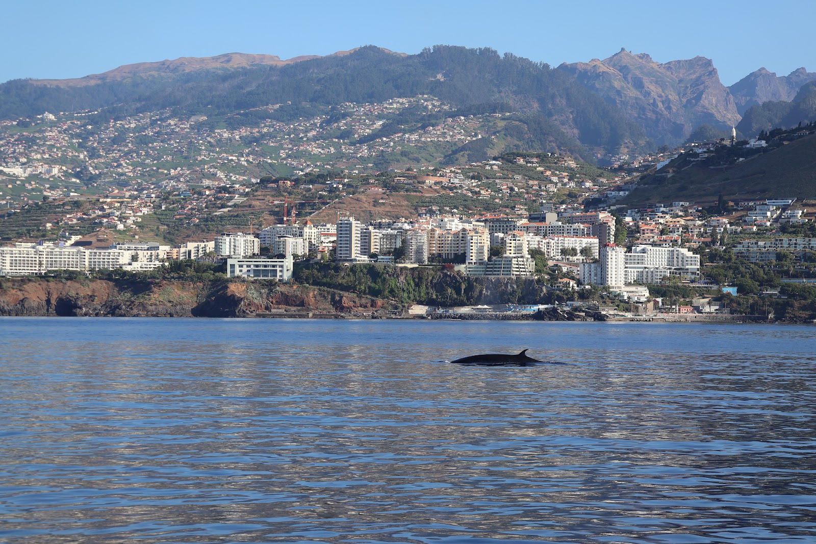 Madeira, beeld 259