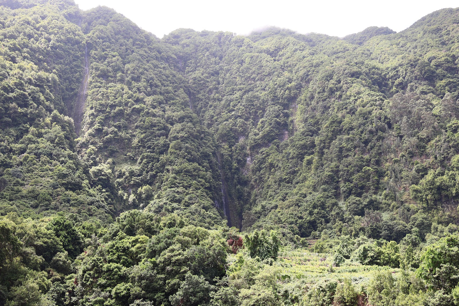 Fanal forest, beeld 3
