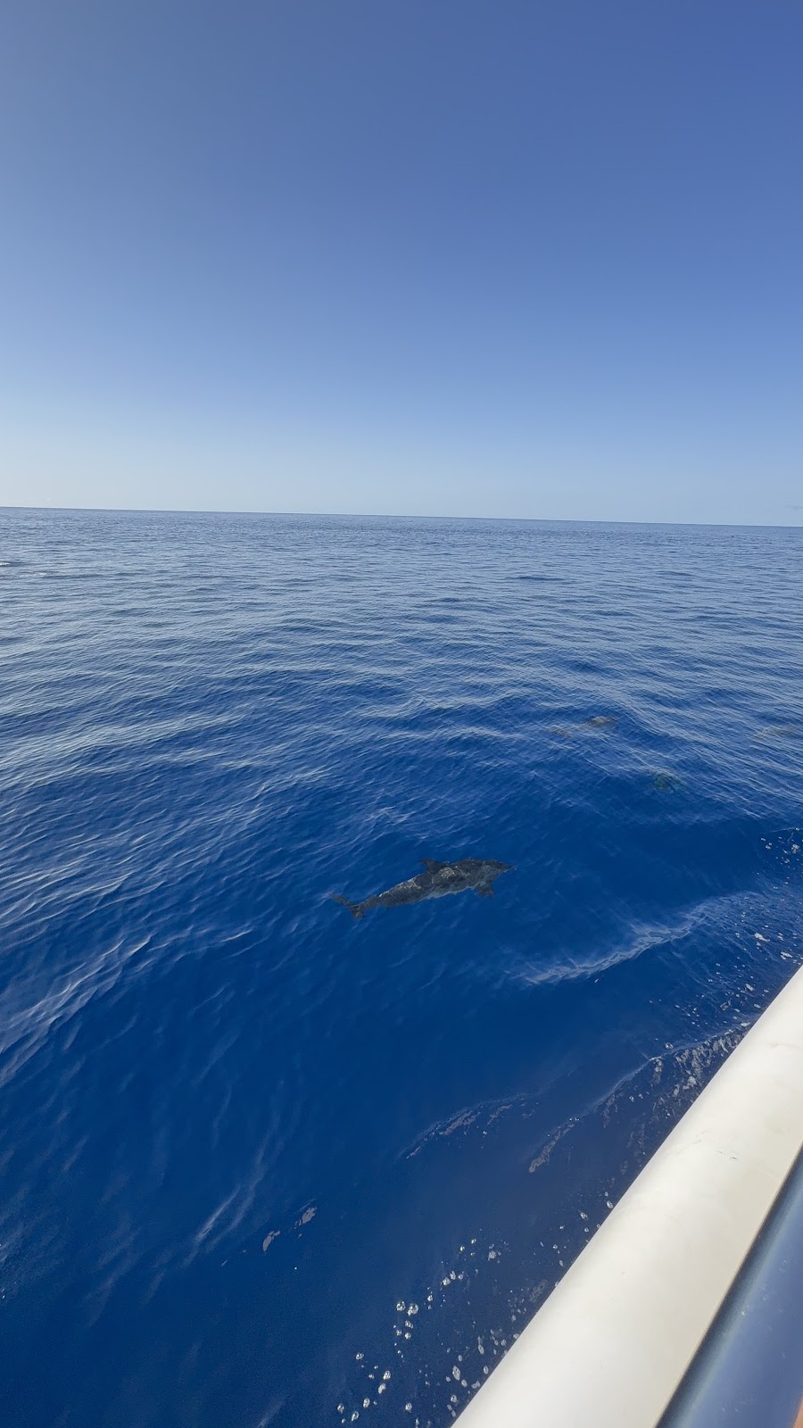 Madeira, beeld 282