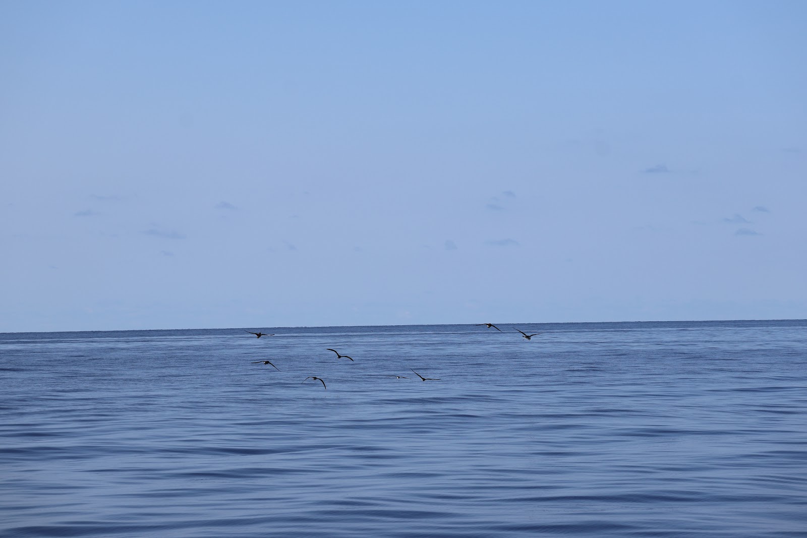 Madeira, beeld 255