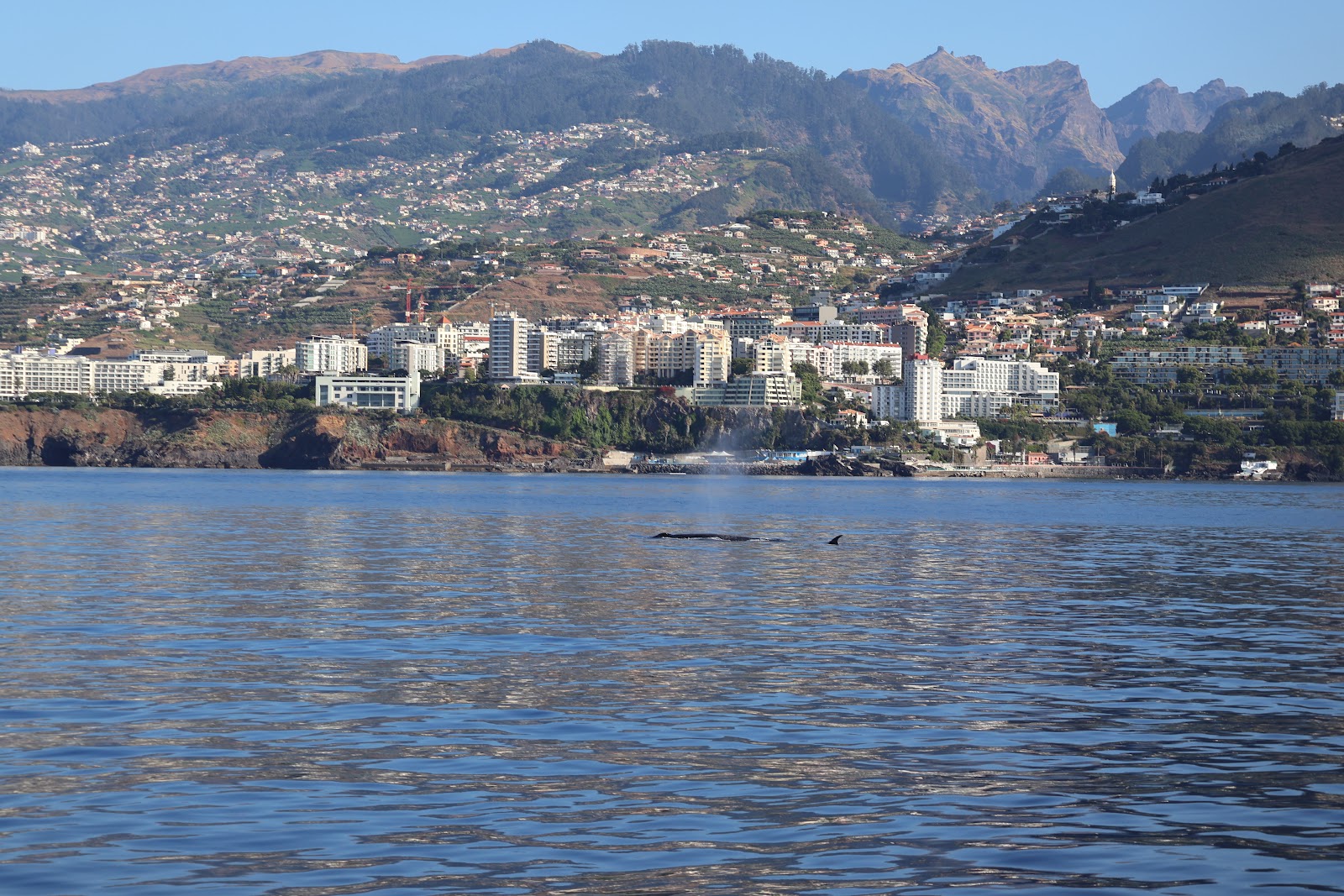 Madeira, beeld 262