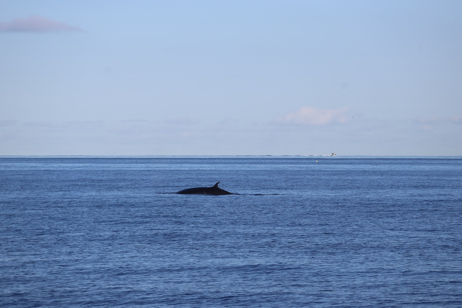 Madeira, beeld 276