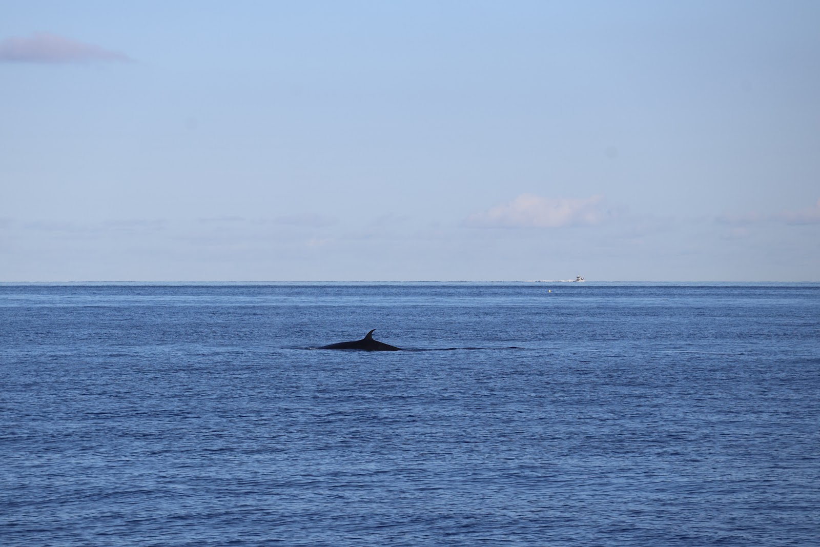 Madeira, beeld 275