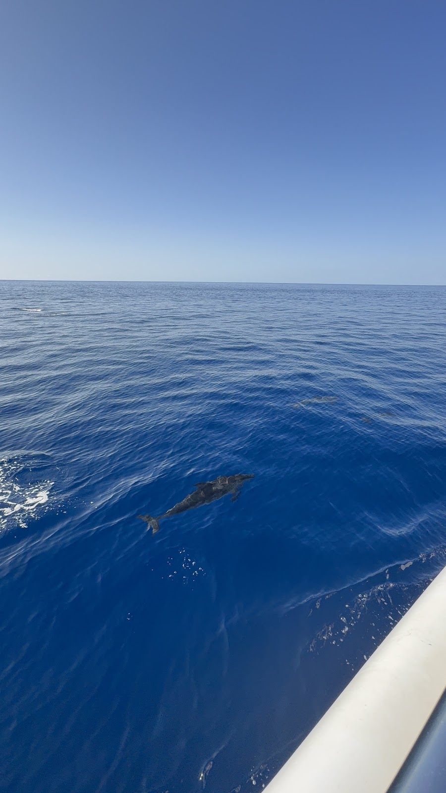 Madeira, beeld 283