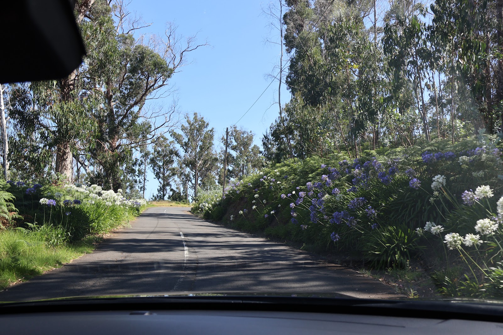 Fanal forest, beeld 10