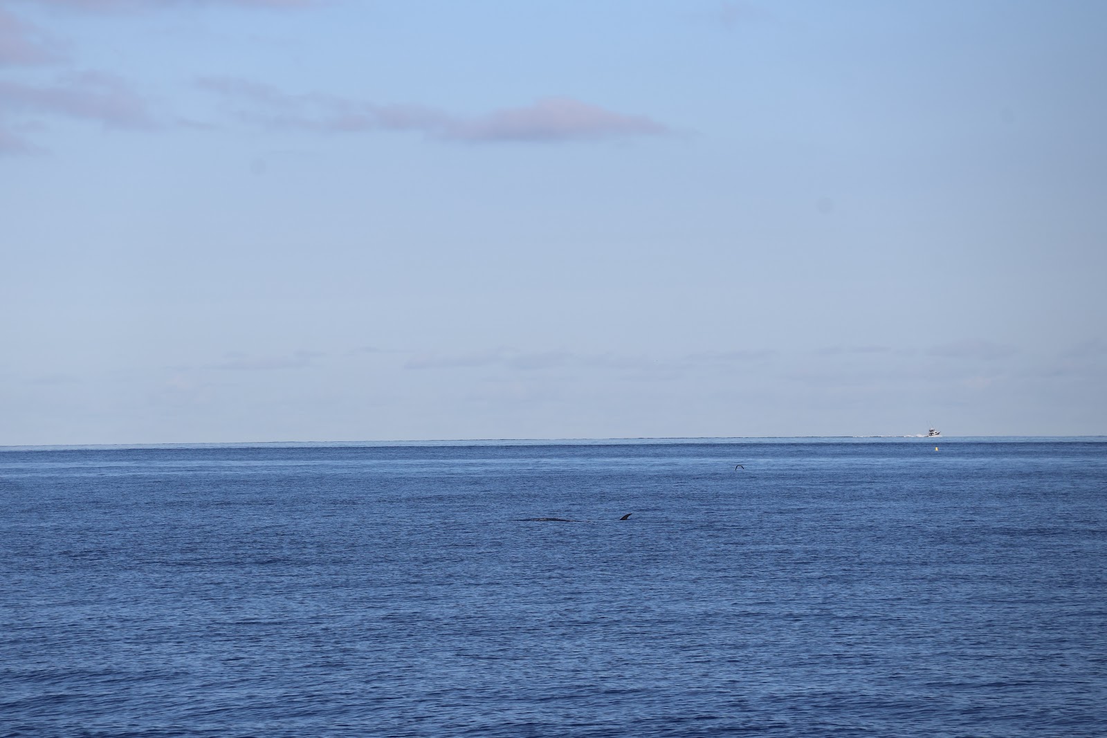 Madeira, beeld 281
