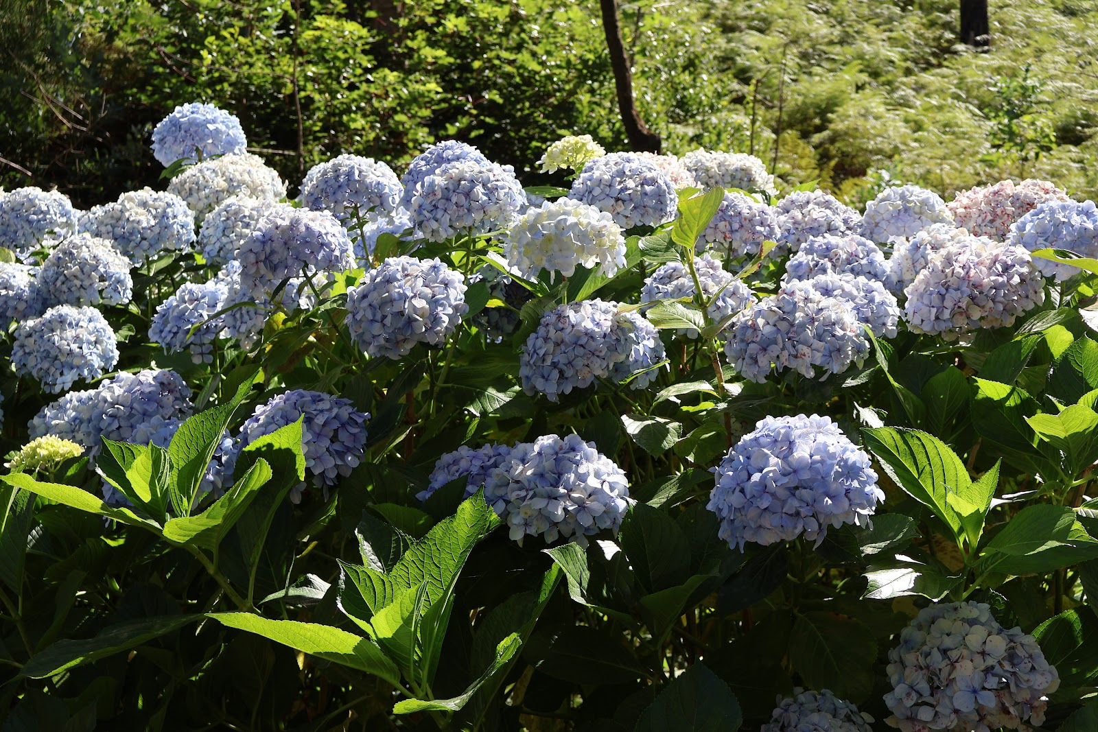 Madeira, beeld 332