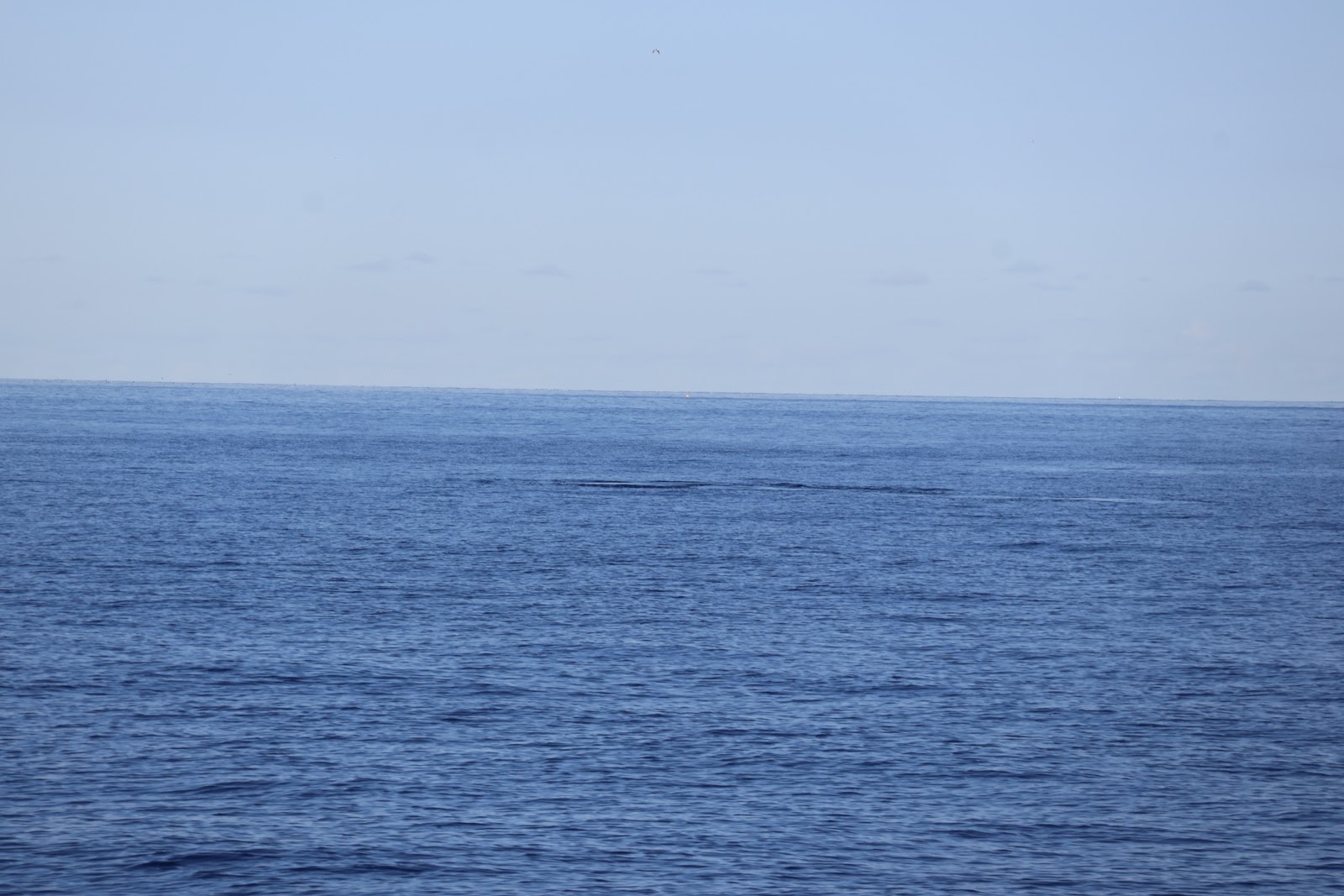 Madeira, beeld 269