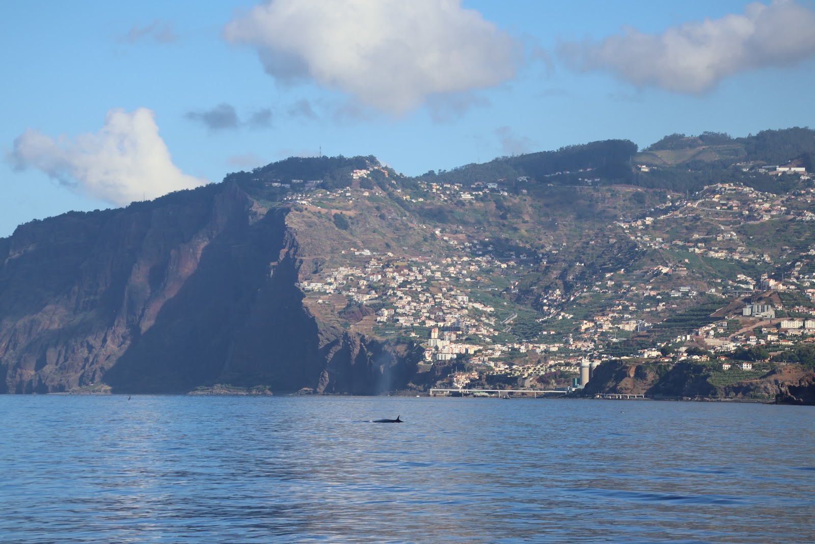 Madeira, beeld 266