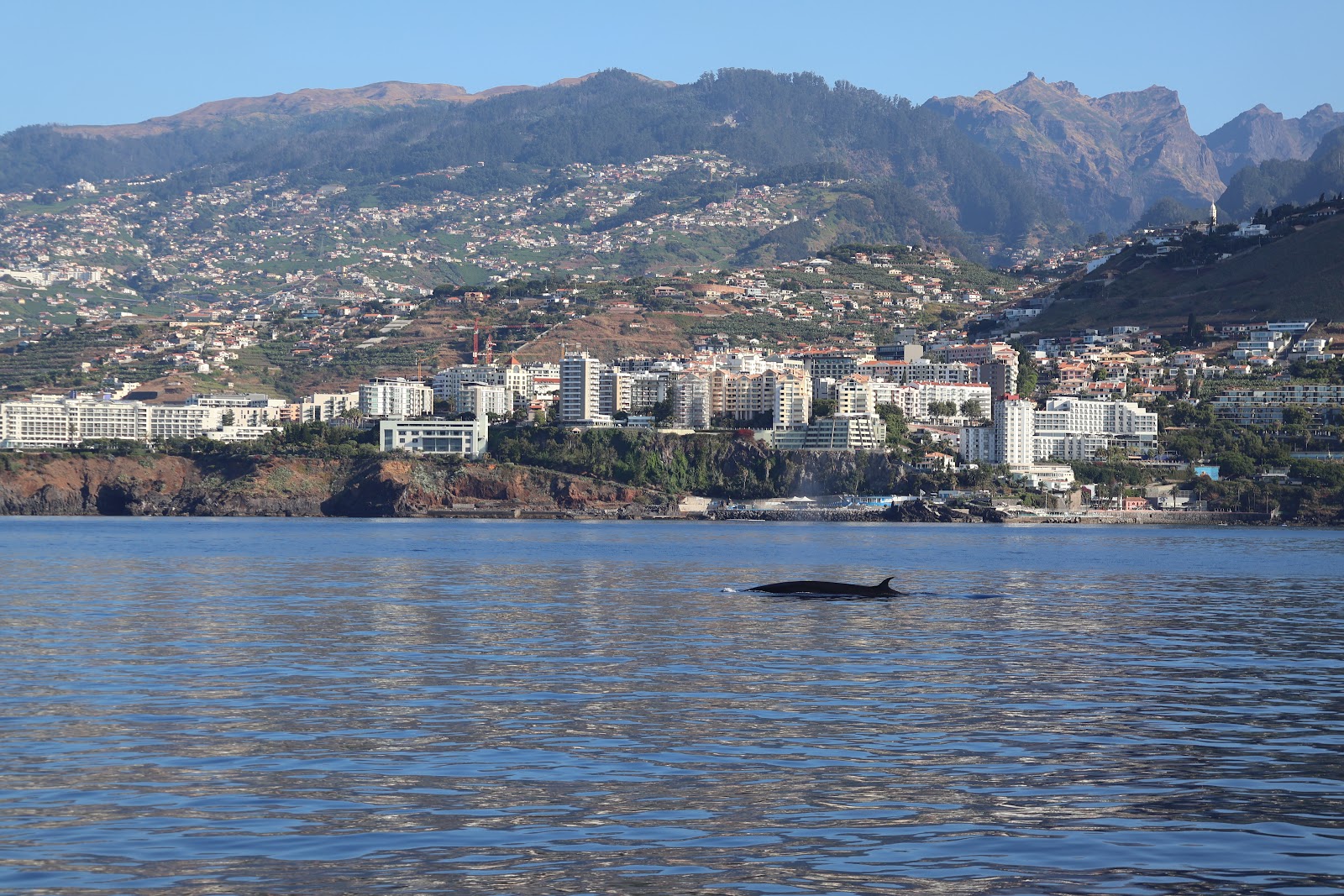 Madeira, beeld 261