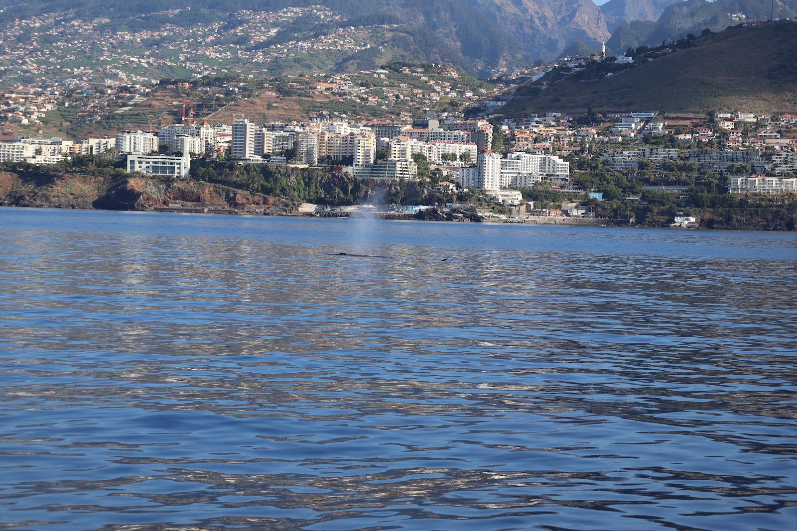 Madeira, beeld 263