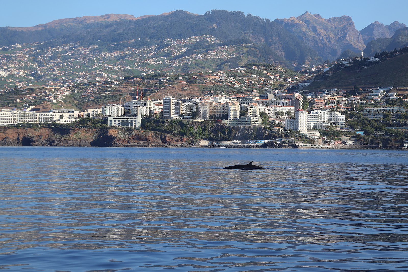 Madeira, beeld 258