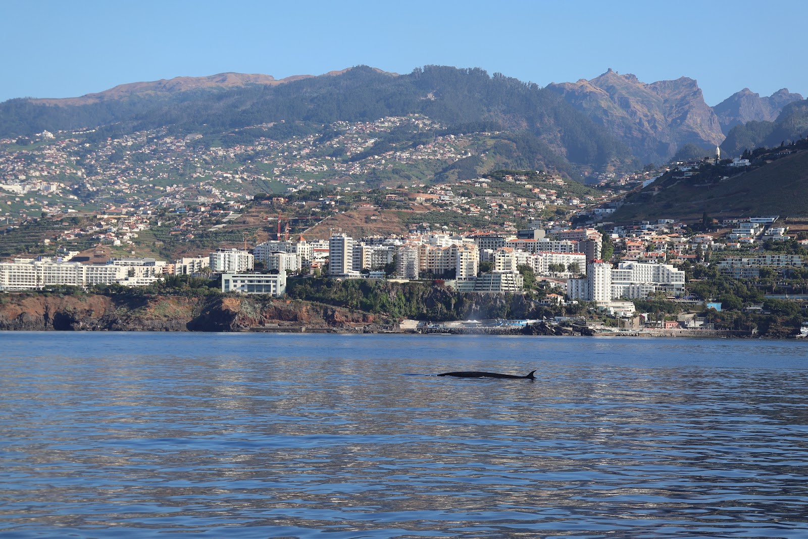 Madeira, beeld 260