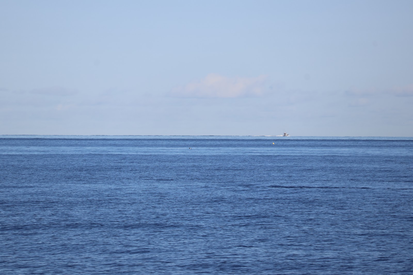 Madeira, beeld 274