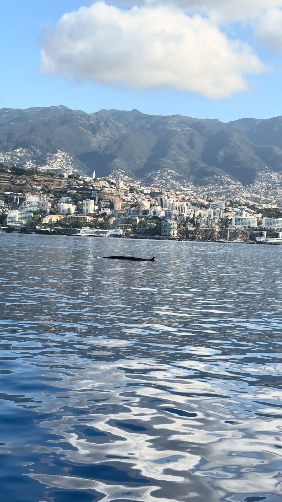 Madeira, beeld 265