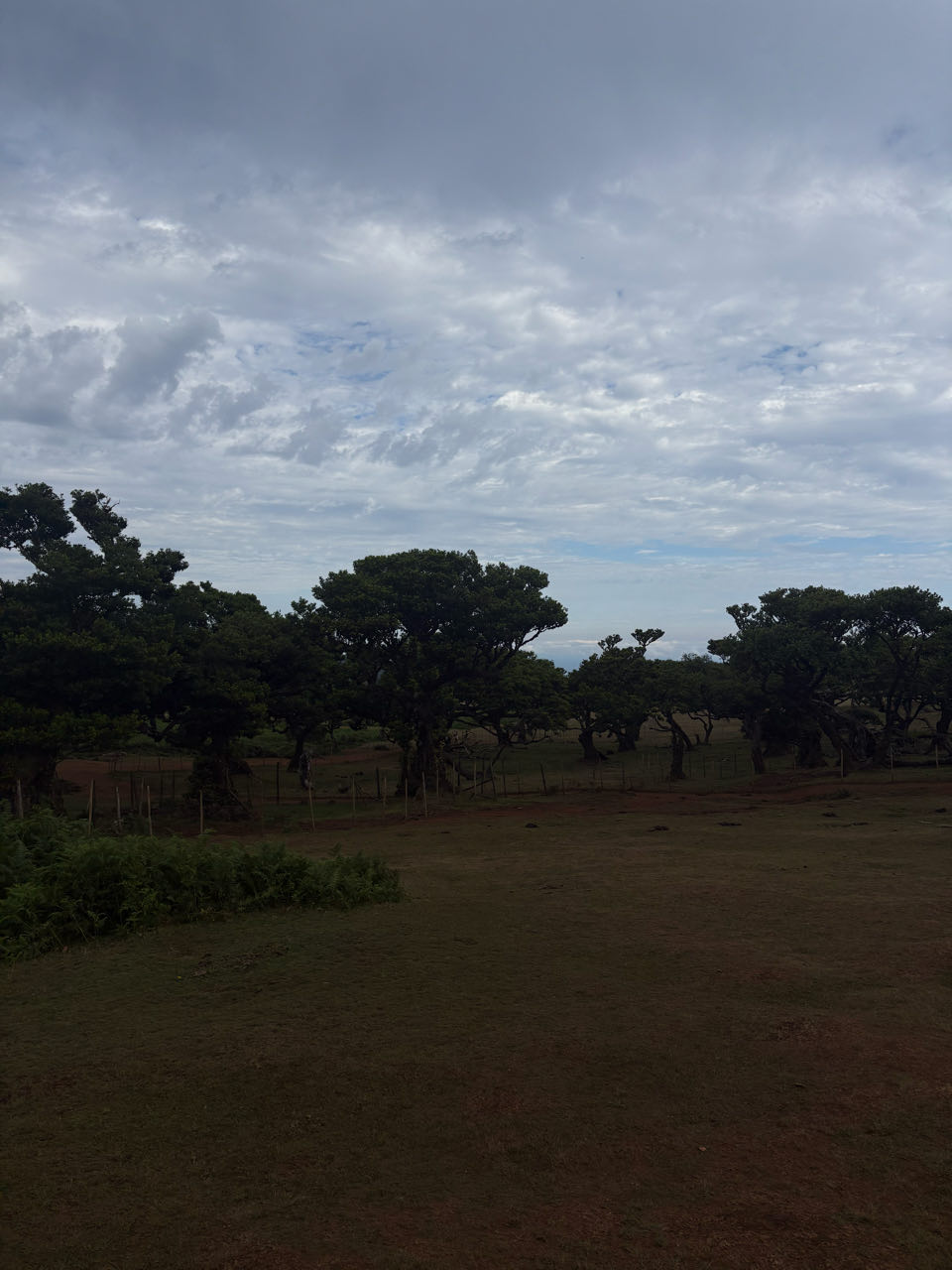 Fanal forest, beeld 12