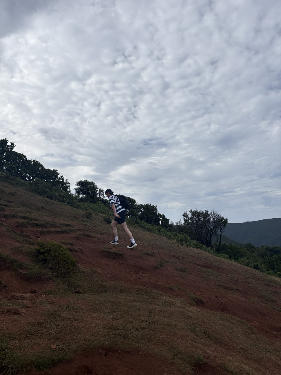 Fanal forest, beeld 14