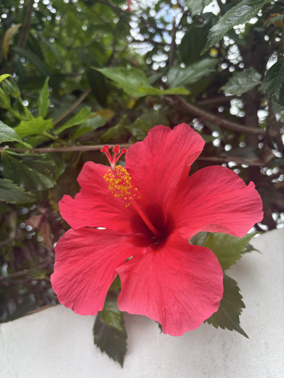 Op weg naar Madeira🌴🌺🩷, beeld 376