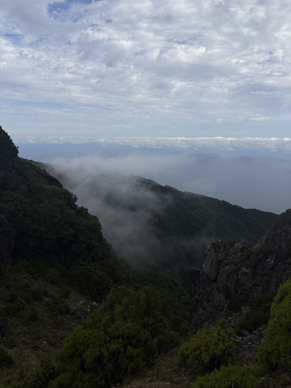 Fanal forest, beeld 2